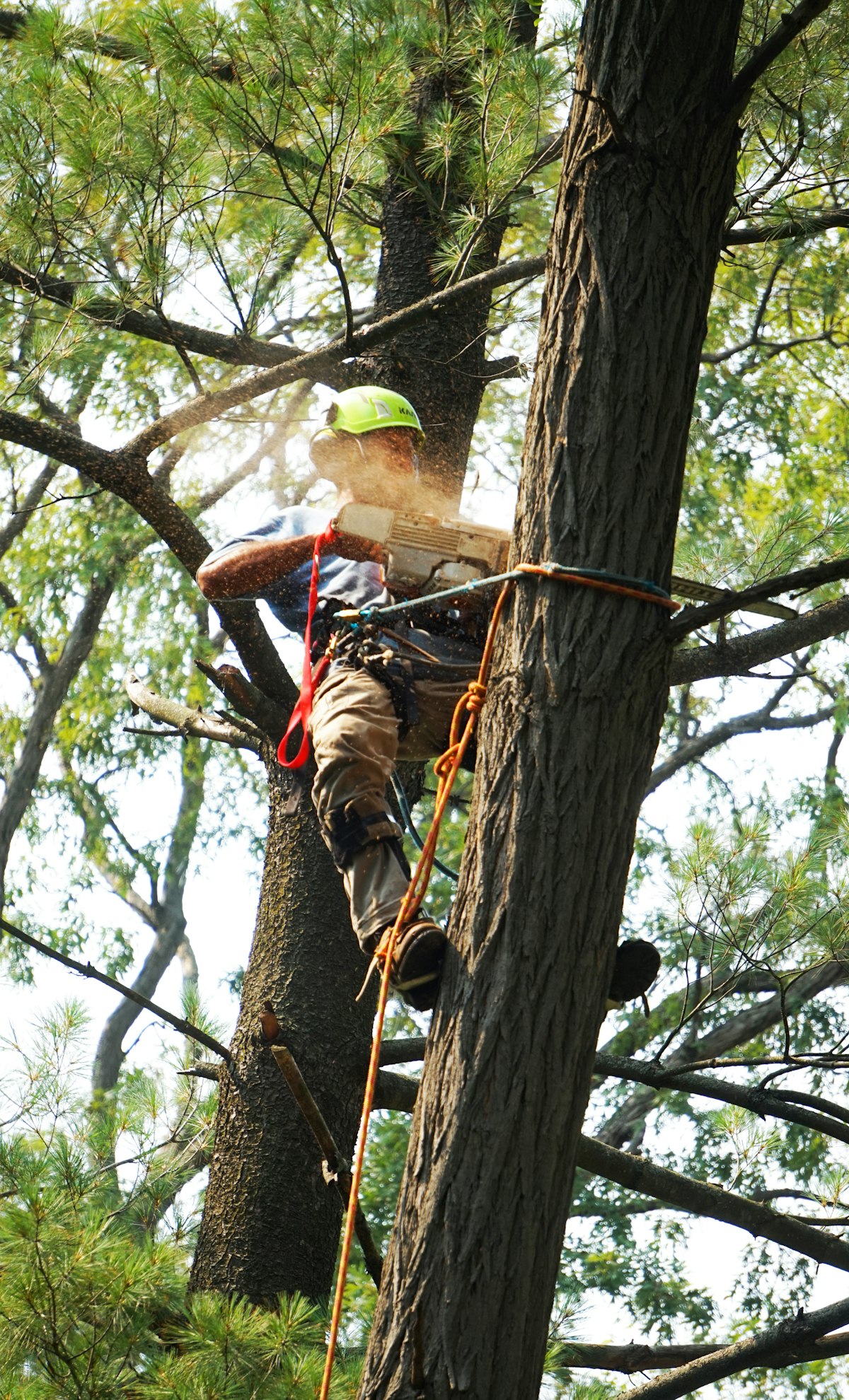 Tree service crew member in a branded work hat