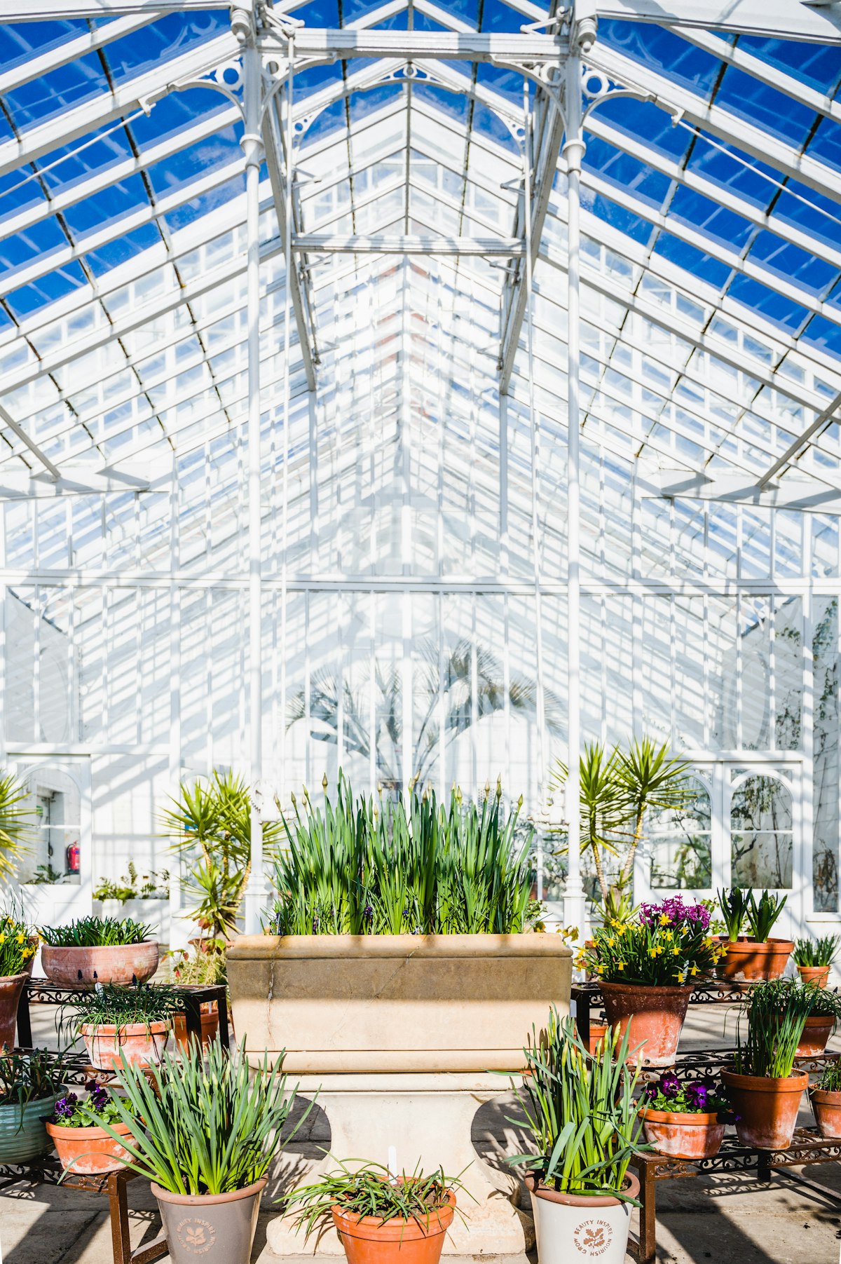 Nursery greenhouse aisle lined with plants
